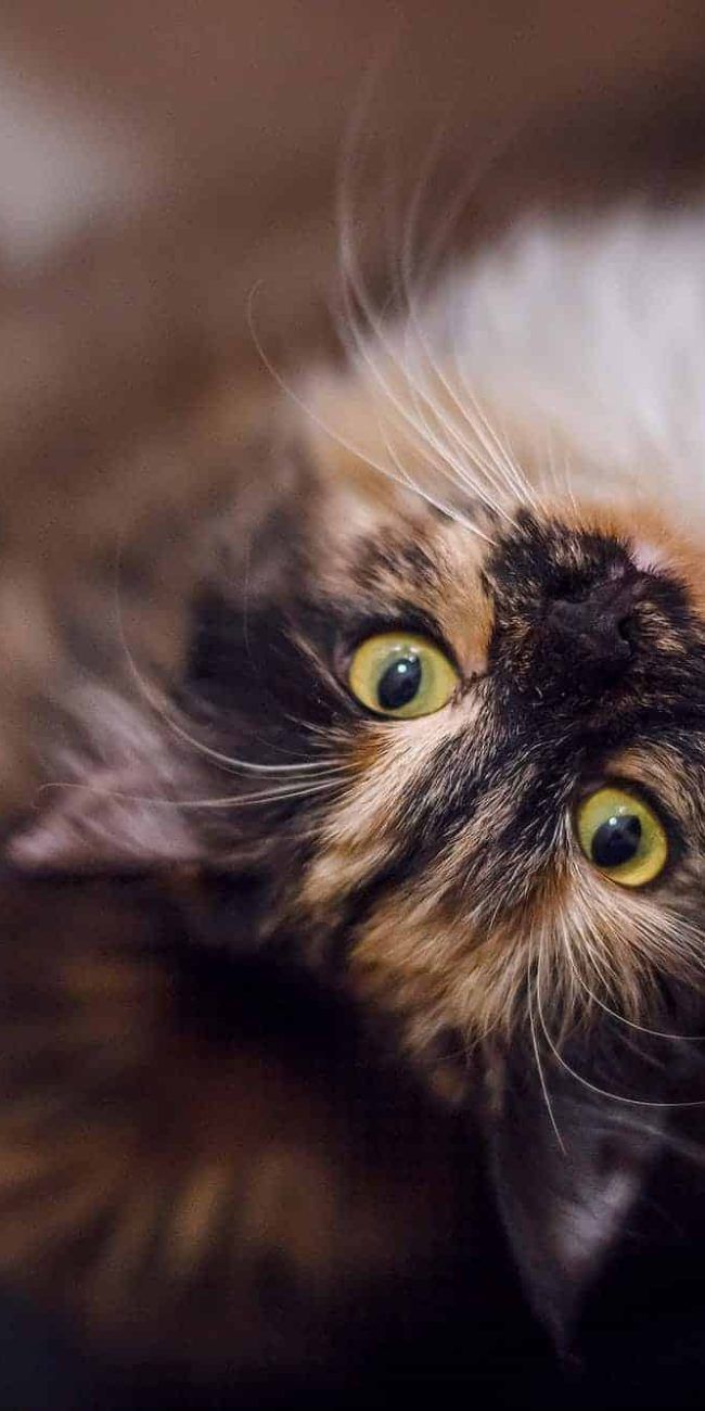 tricolor-cat